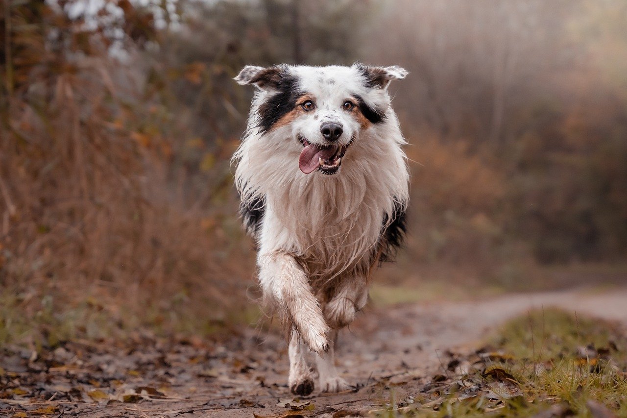 Border Collie herding livestock